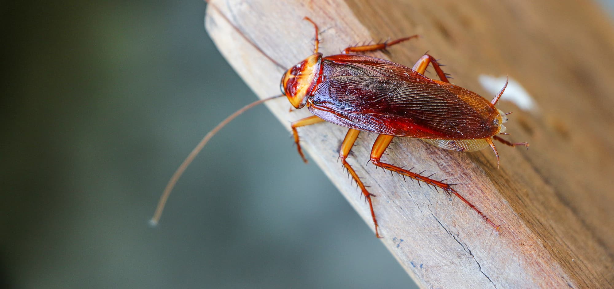 cockroach-on-wood-feature