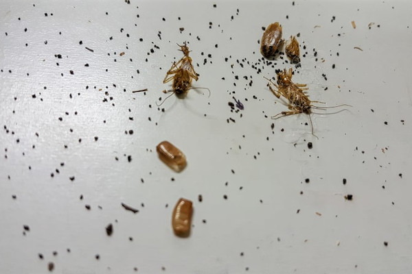 cockroach poop