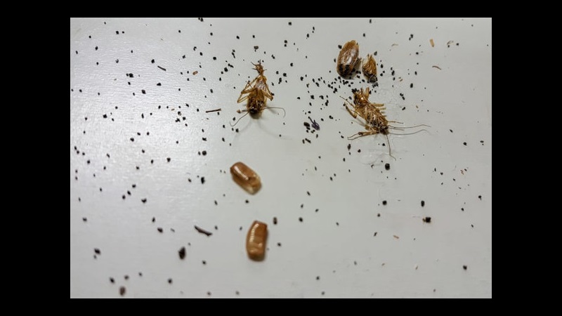 cockroach-poop