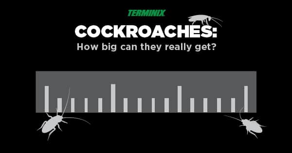 cockroach-size-thumb