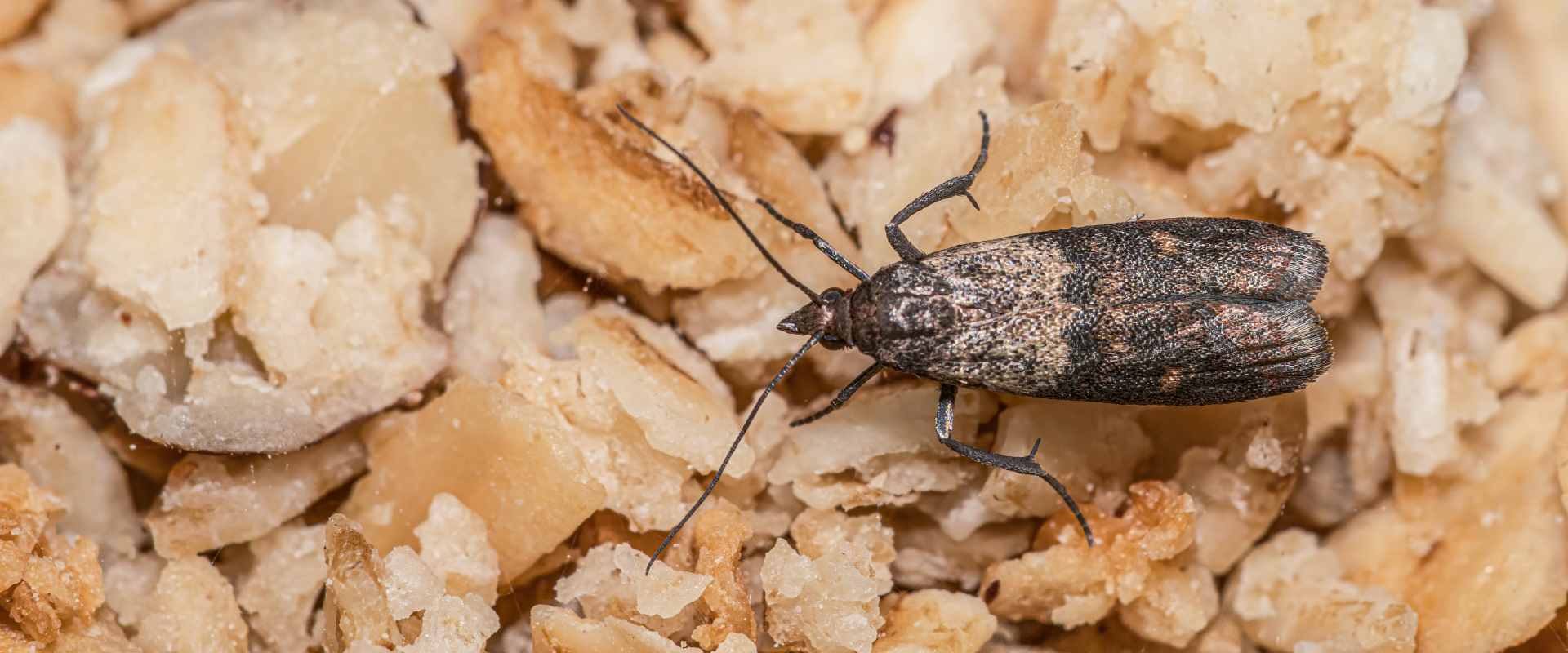 Indian meal moth
