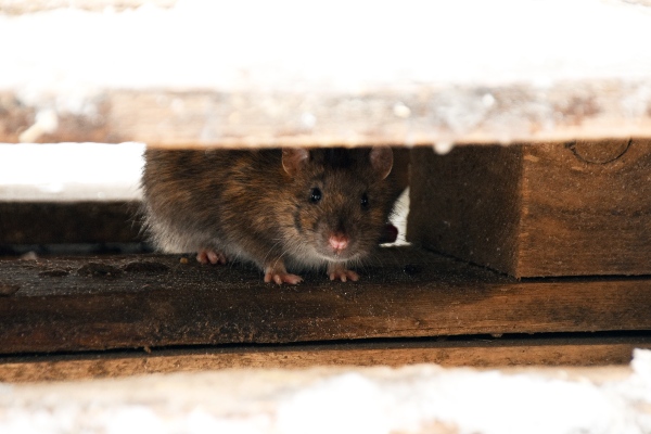 Mouse hiding