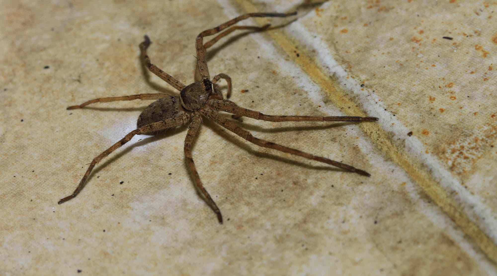 house spider on floor