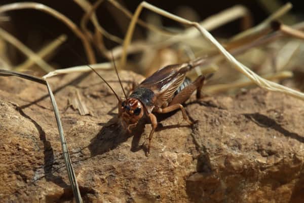 Cricket