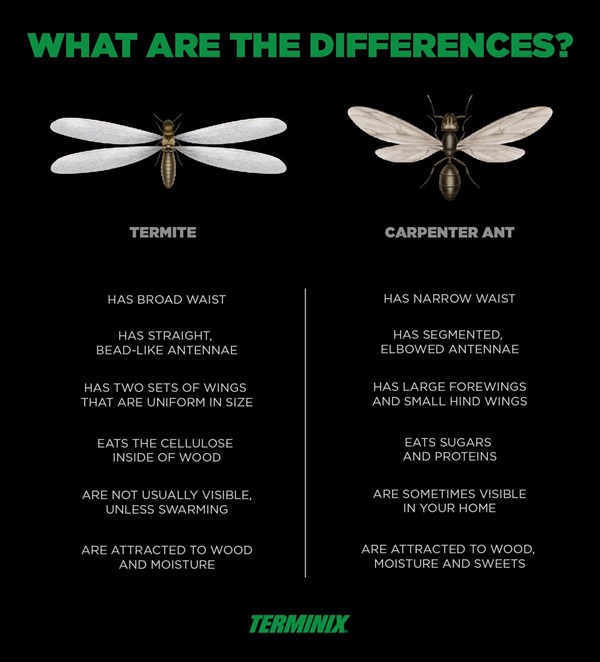 differences between termites and carpenter ants infographic