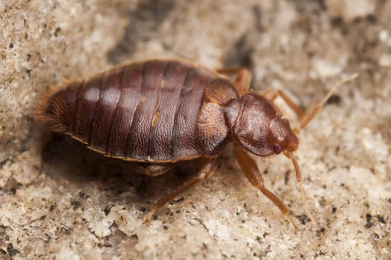 do-bed-bugs-fly