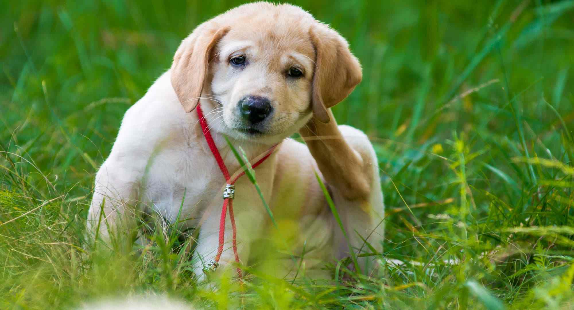 dog fleas