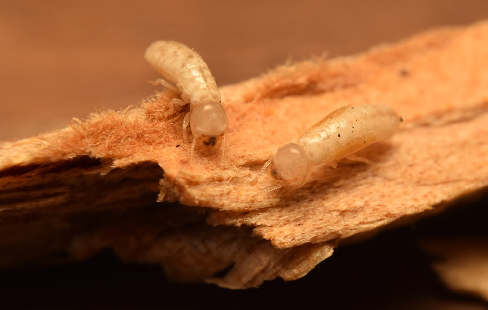 two termites on wood