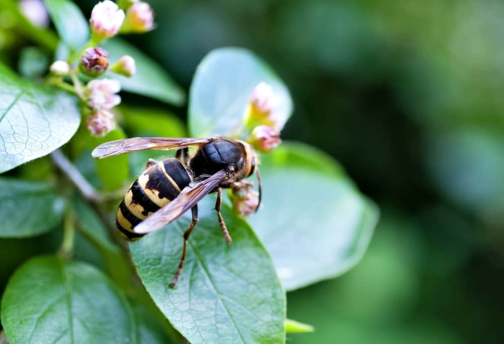 european hornet
