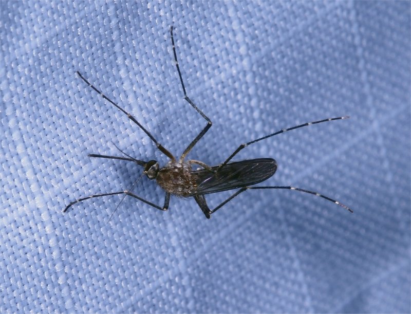 female-mosquito-fabric