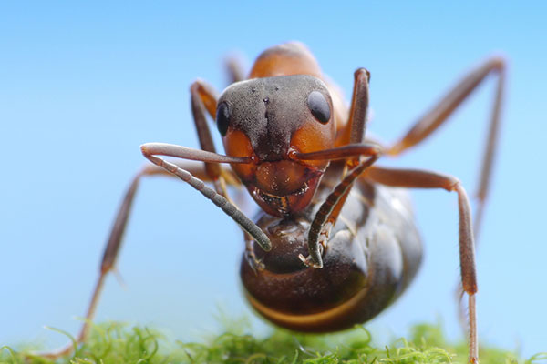ants