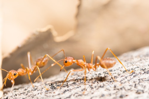 fire ant