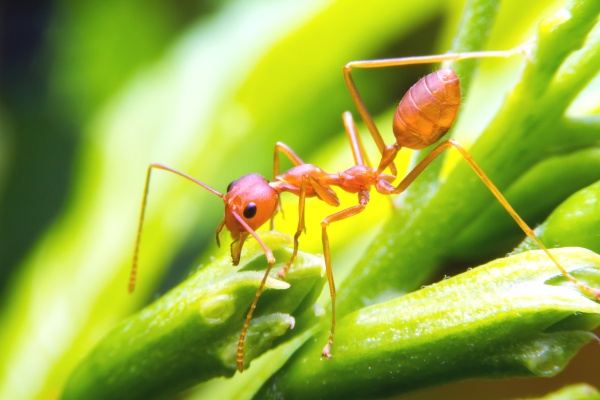 fire ant outdoors