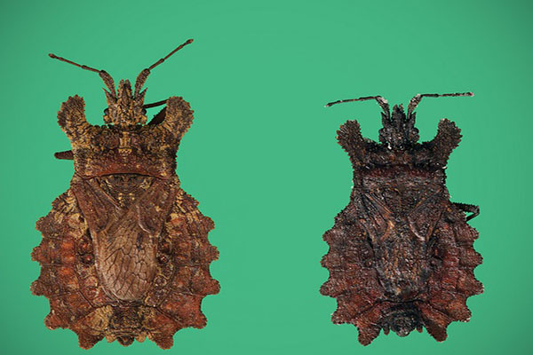 parts of an insect