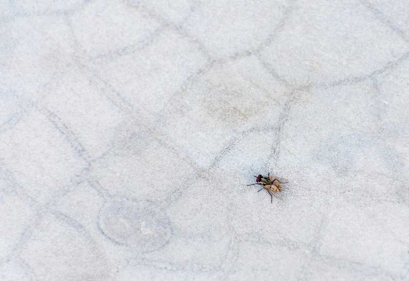 Fly light traps