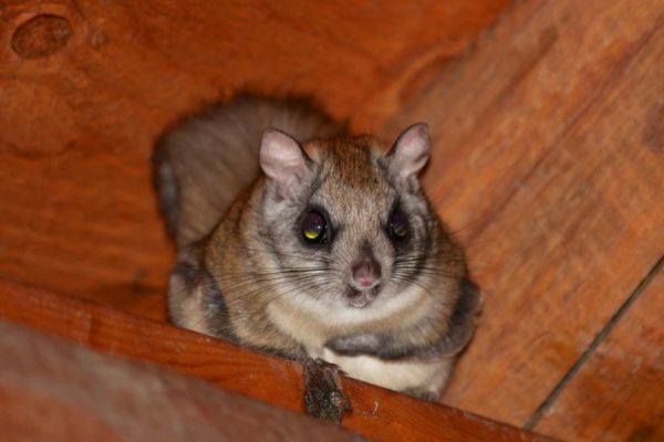 flying squirrel on floor