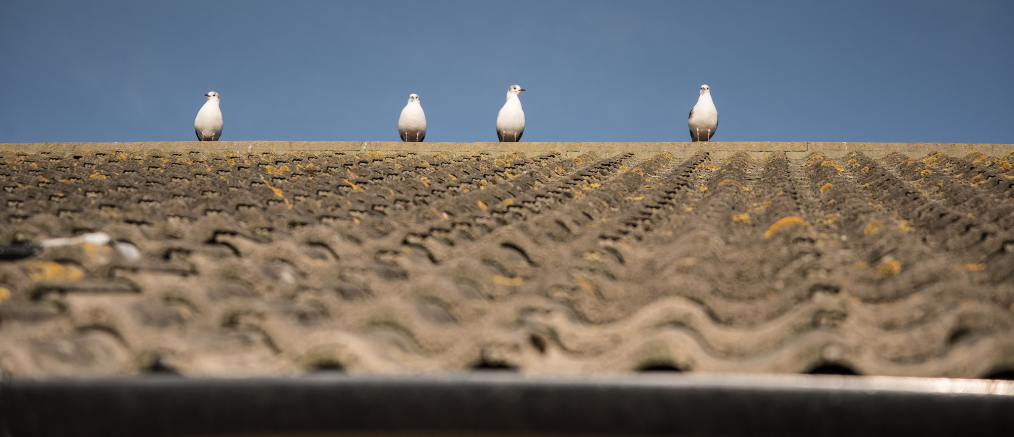 four-birds-on-roof-feature