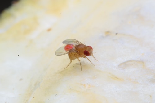 Close up of a Fruit fly
