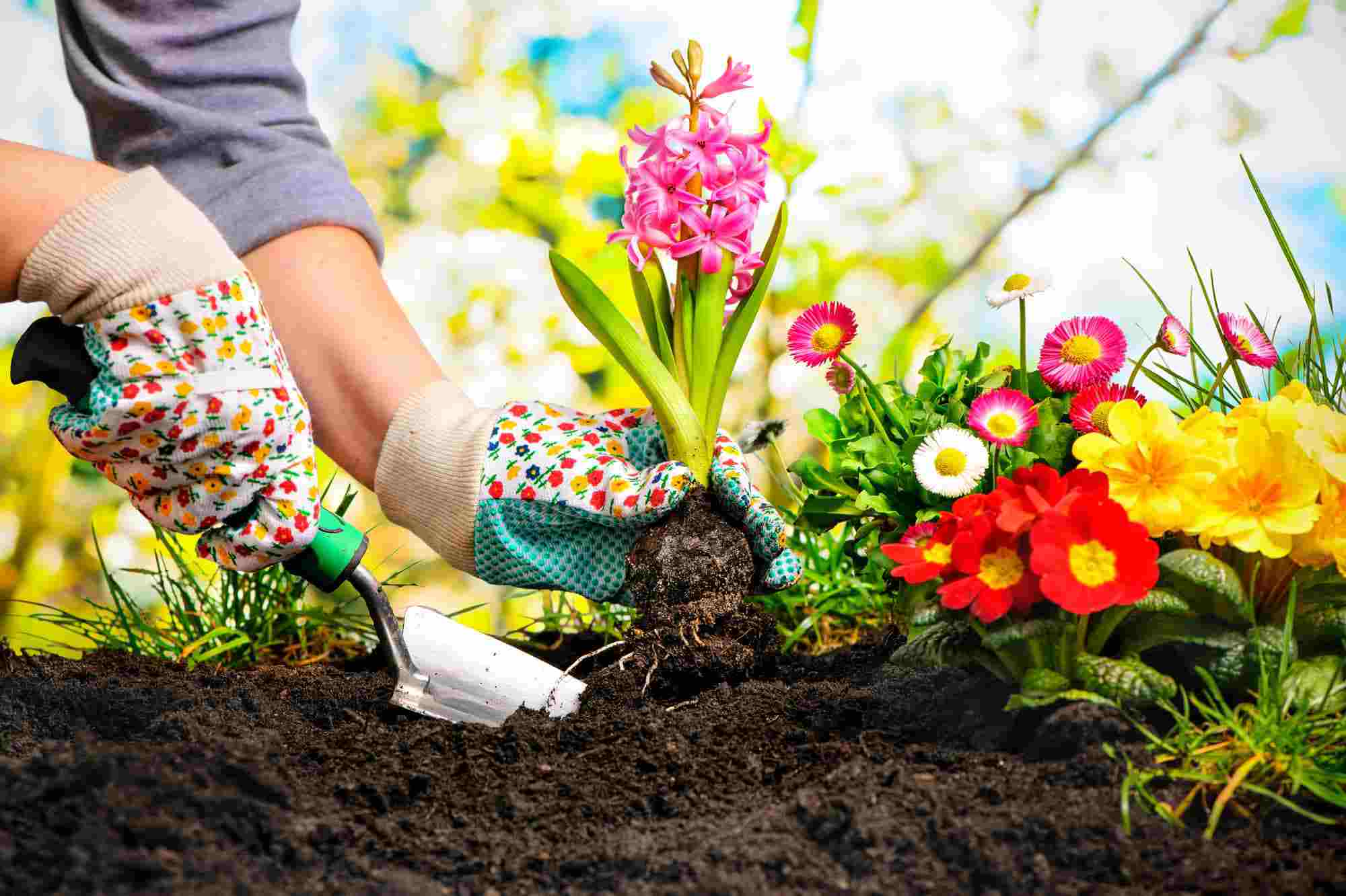 gardening-plants