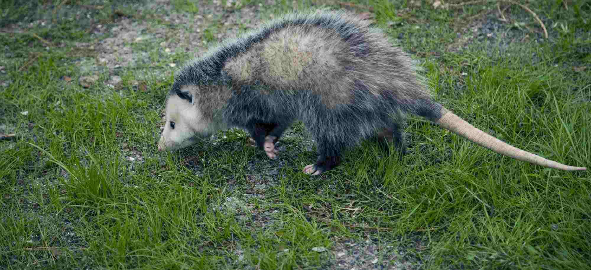 opossum 