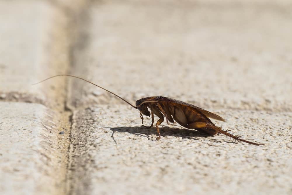 giant-cockroach