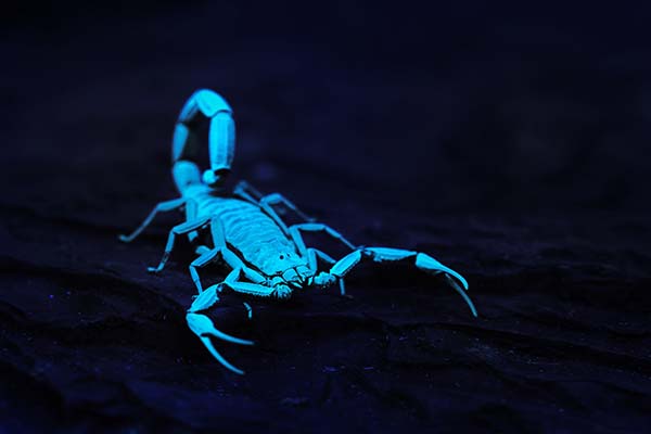 glowing scorpion