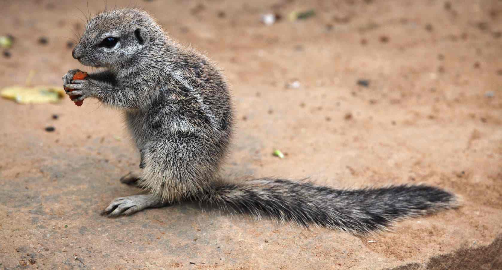 ground-squirrel