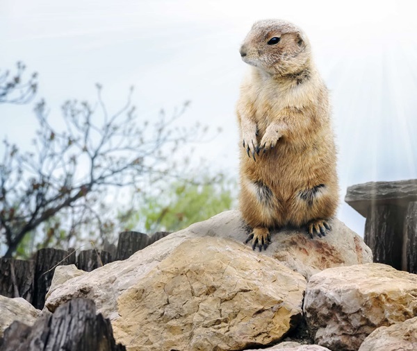 groundhog-after-hibernation-main