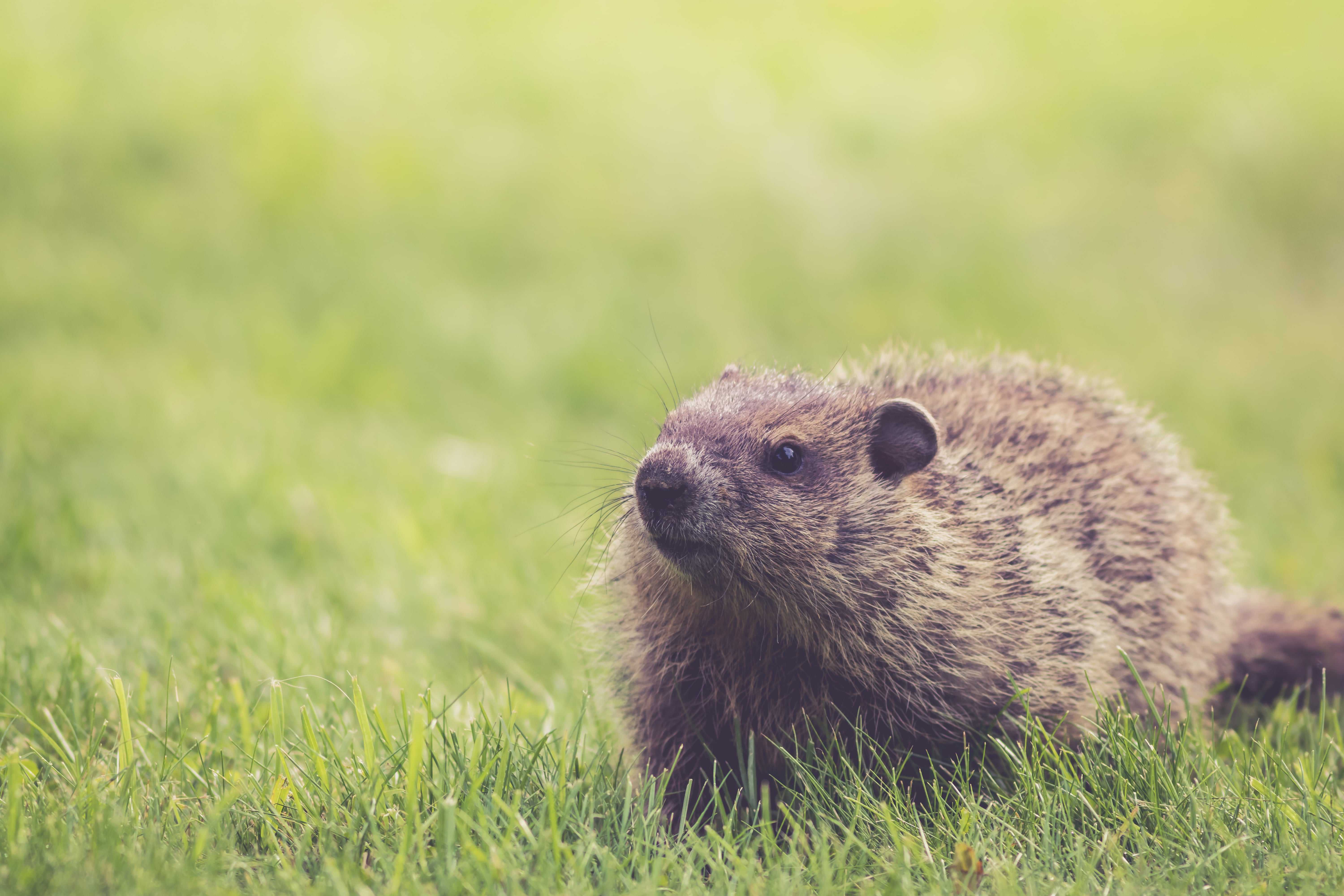groundhog size