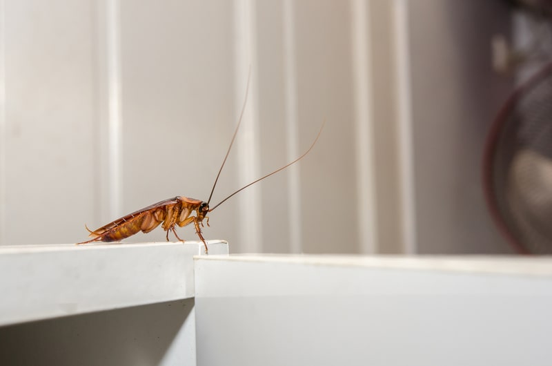 hard to kill cockroach
