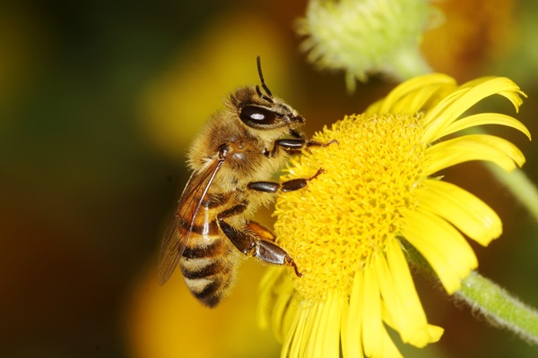 bees pollenating