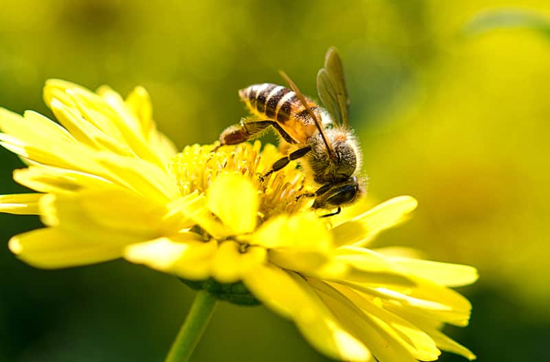 honey-bee-making-honey-main