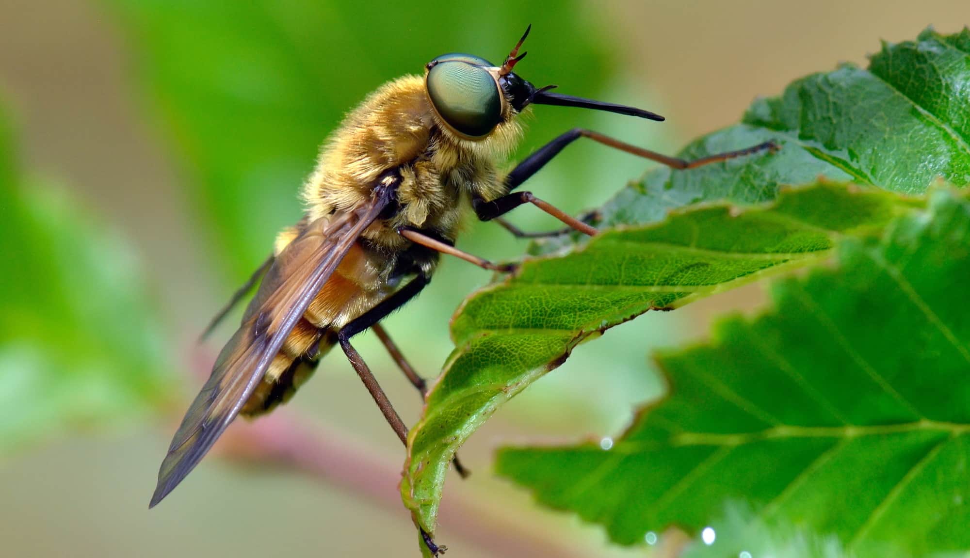 horse-fly