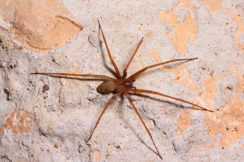 how-big-is-a-brown-recluse