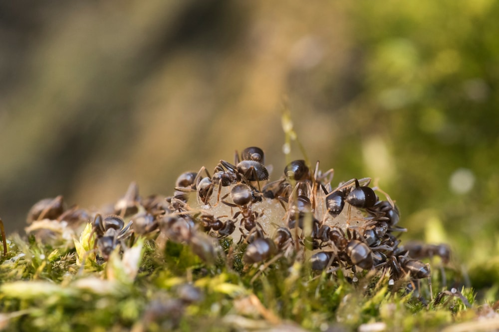 ants