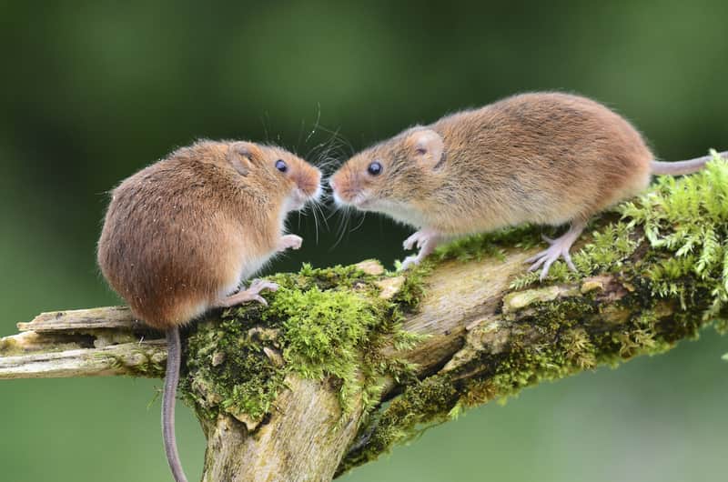 how-mice-communicate