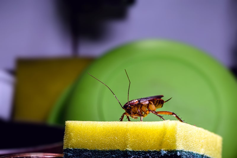 cockroach-on-sponge