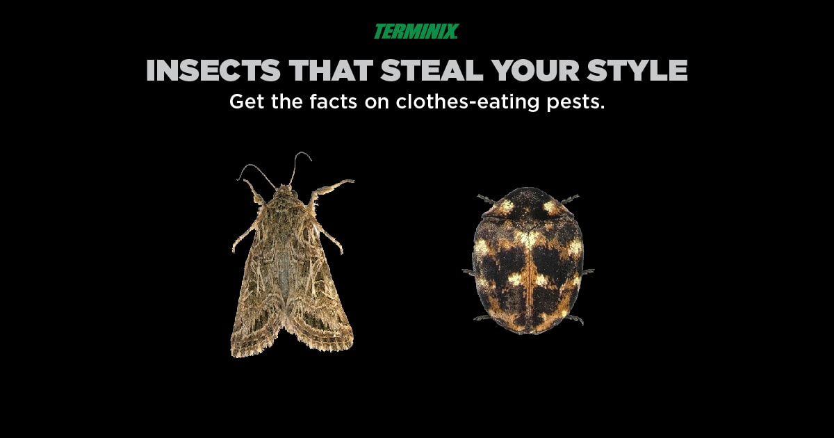 insects-that-eat-clothes-thumb-min