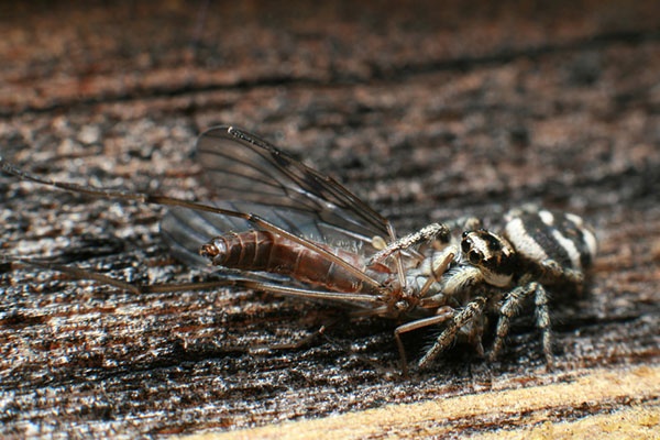 spider eating