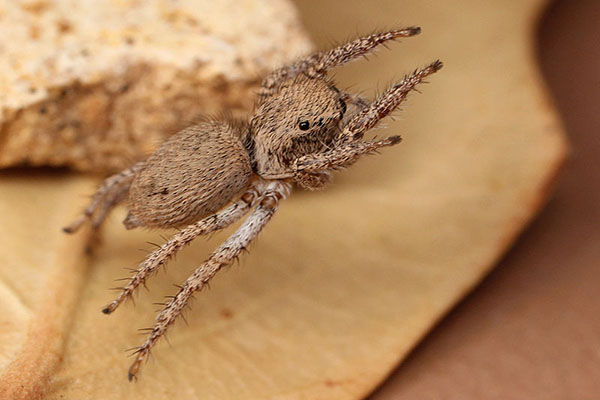 jumping spiders