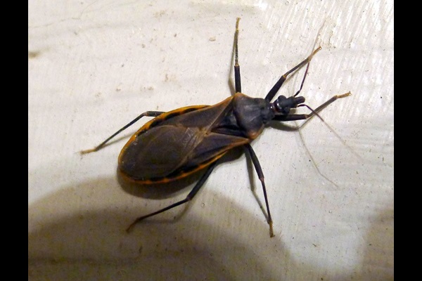 kissing bug on a person