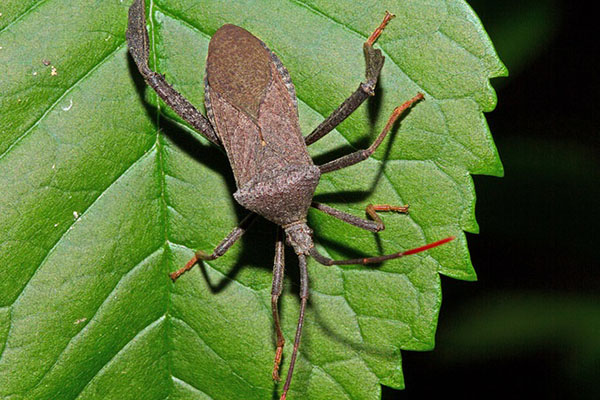 six legs on a bug