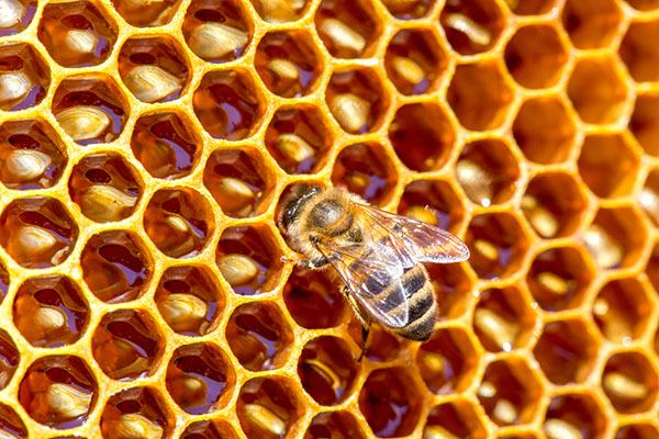 bees