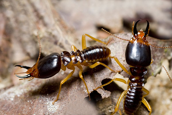 solider-termites