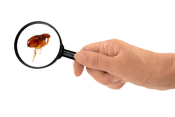 How-To-Get-Rid-of-Fleas-On-Humans-Main