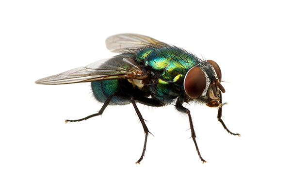 flies