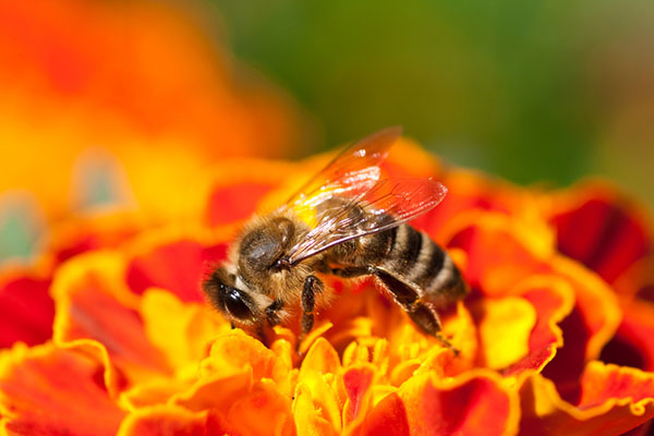 bee-sting