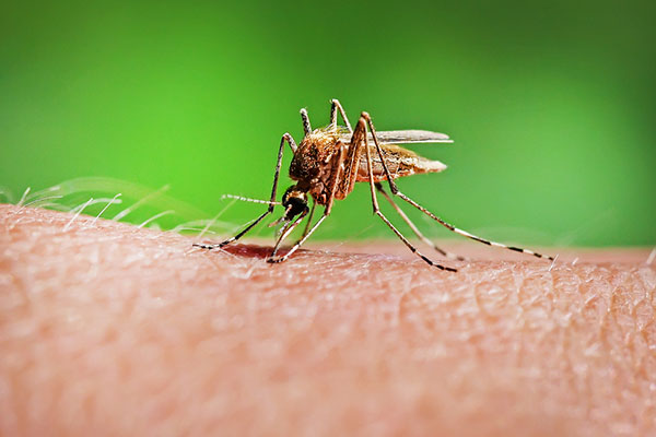 mosquito