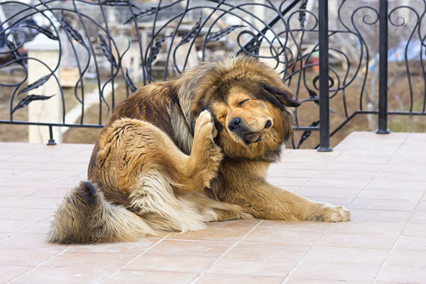 What-Are-Dog-Fleas-Main