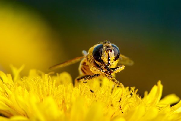 bees